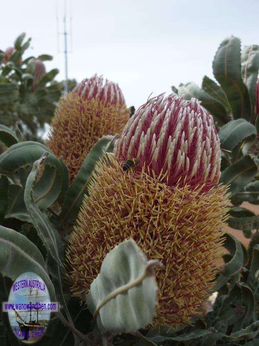 Banksia